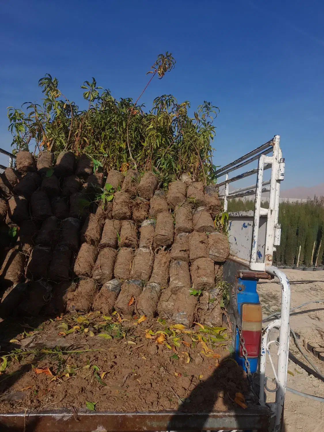 نهال بادام پیوندی، هلو و گوجه باغی پاکتی، ریشه پرس|گل و گیاه طبیعی|شیراز, منطقه هوایی شهید دوران|دیوار