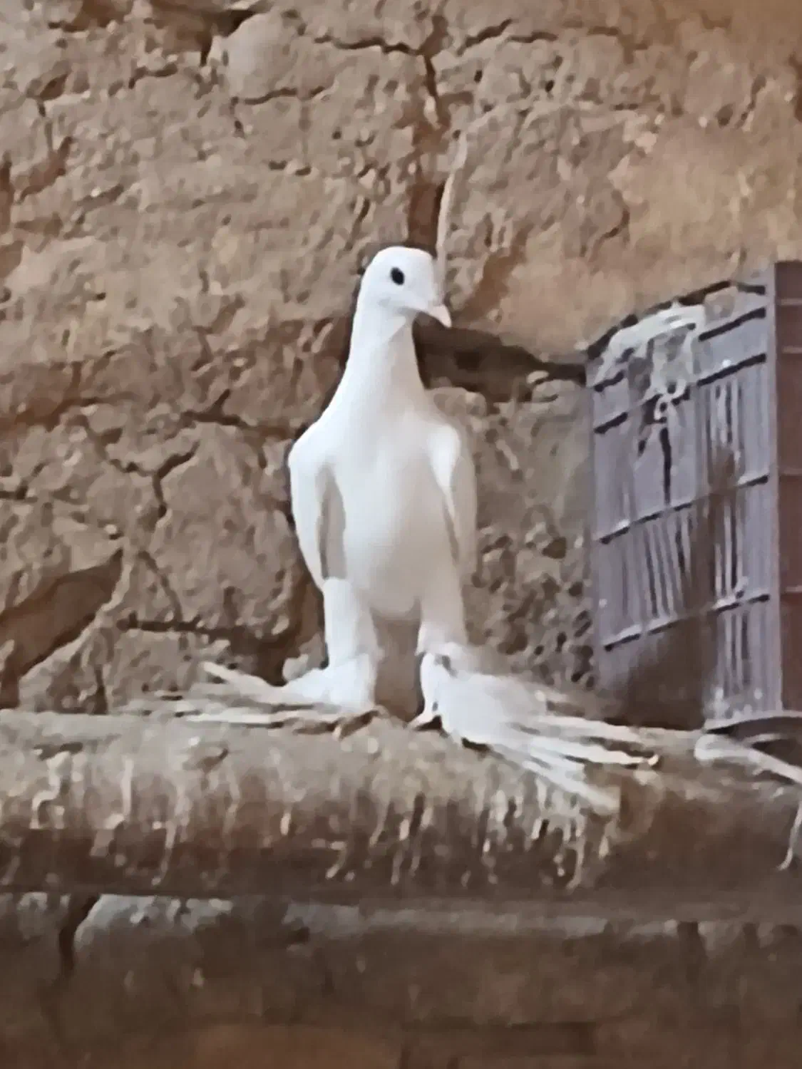 ۱۰۰۰۰|پرنده|کشاورز, |دیوار