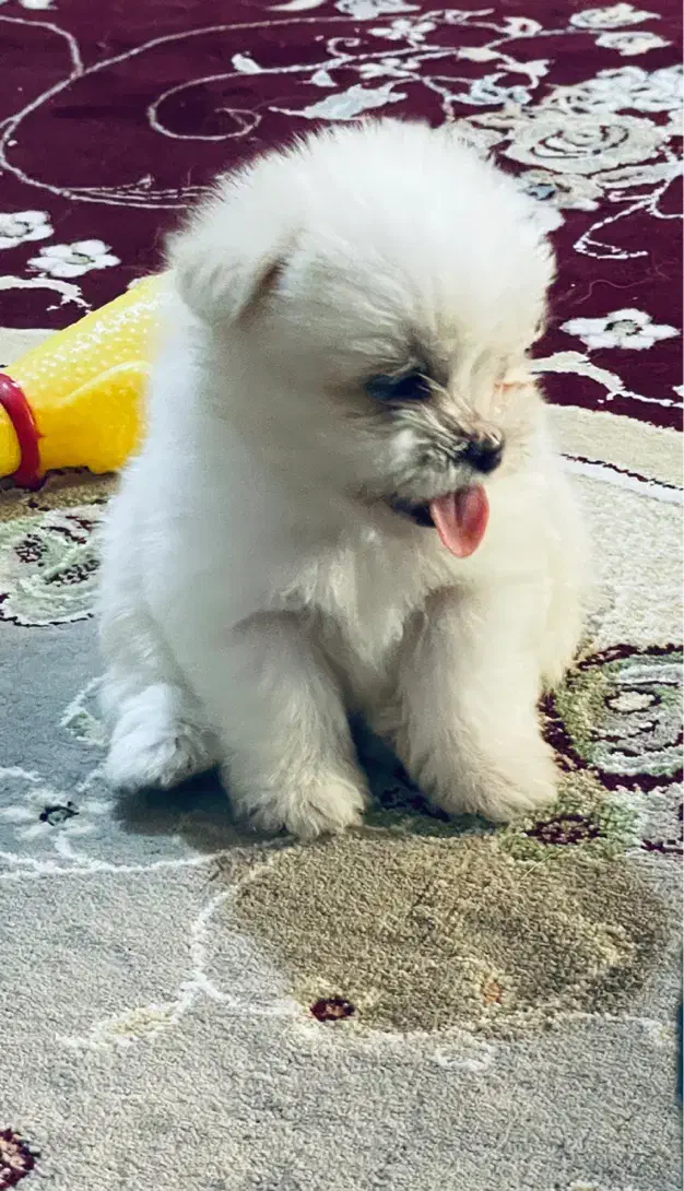 سگ فروشی|سگ|کاشان, راه آهن کاشان|دیوار