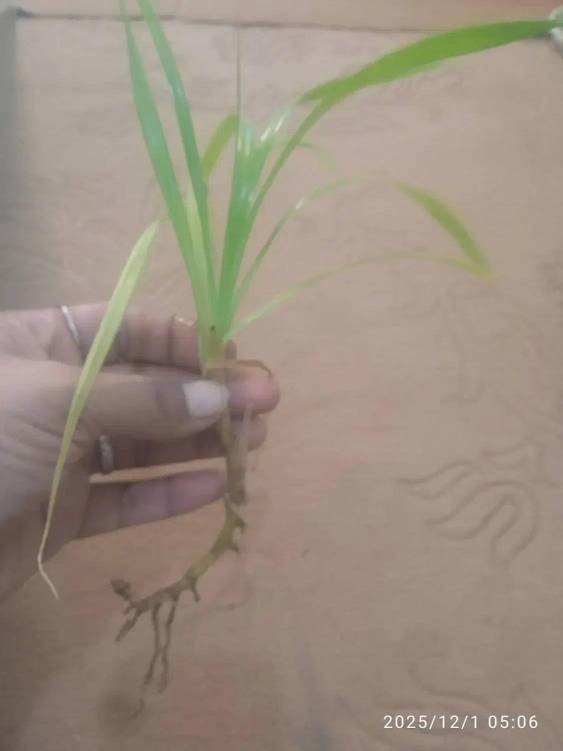 قلمه گل پاندانوس|گل و گیاه طبیعی|سبزوار, طبرسی (جعفرآباد)|دیوار