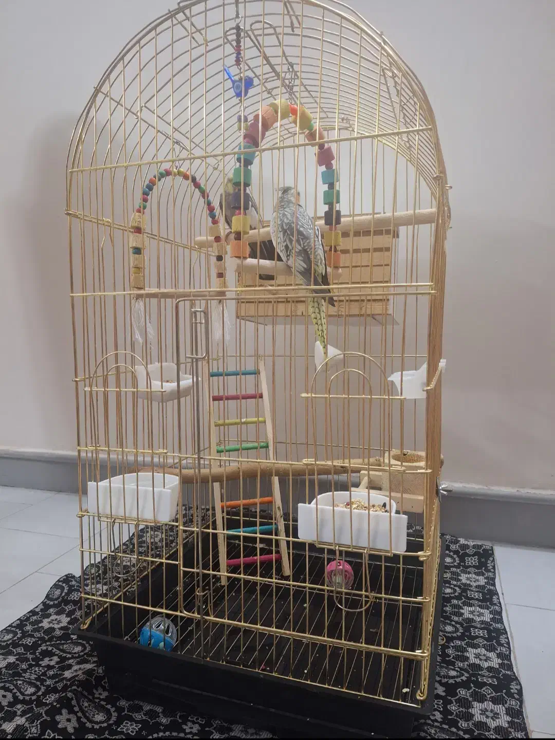 عروس هلندی جفت نر و ماده|پرنده|مشکیندشت, |دیوار