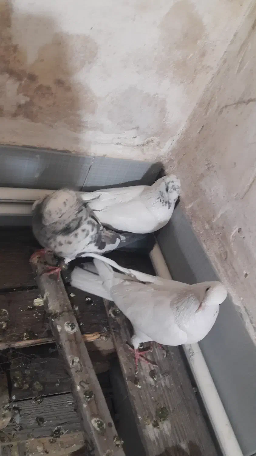 کبوتر و خرگوش|پرنده|بروجن, |دیوار