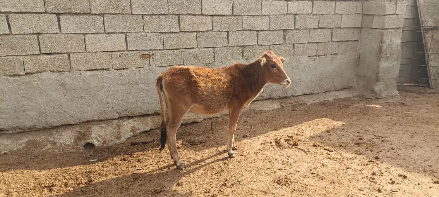 گوساله ماده|حیوانات مزرعه|بندر ماهشهر, |دیوار