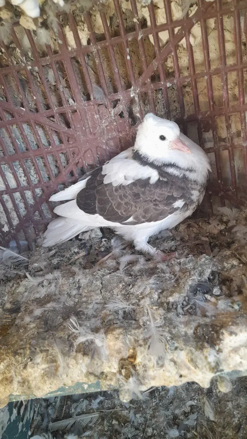 کبوتر|پرنده|سیلوانه, |دیوار