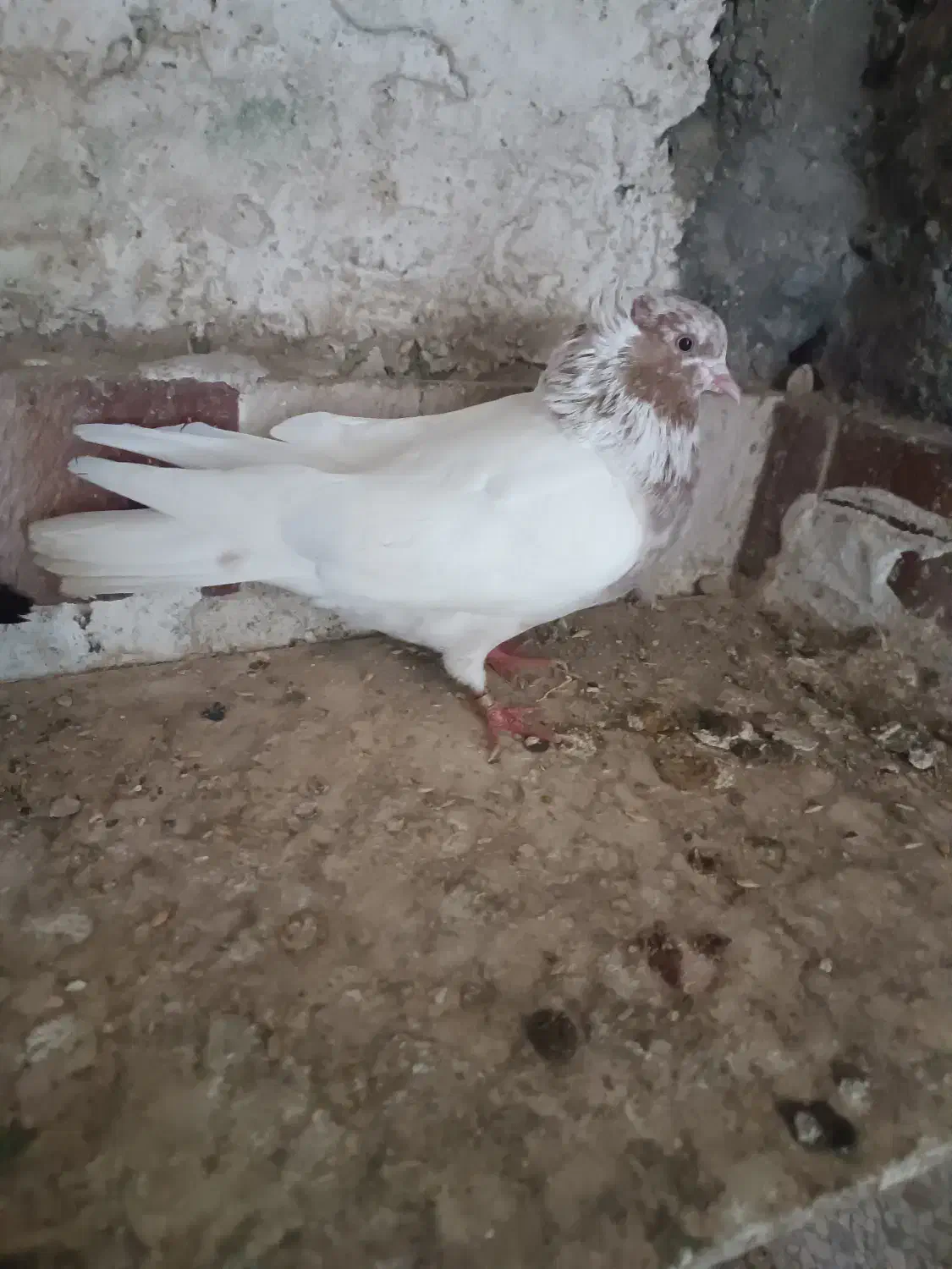 کفترپرشی|پرنده|مینودشت, |دیوار