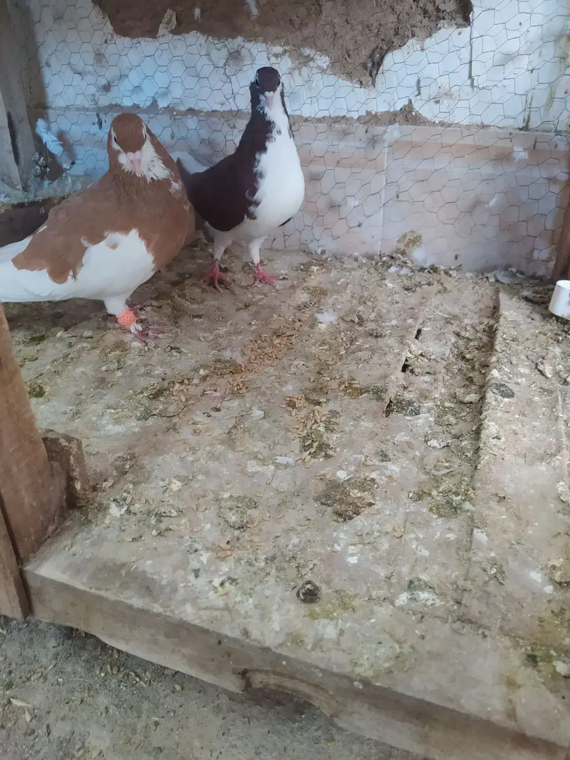 نر و ماده خال امری|پرنده|کاشمر, |دیوار