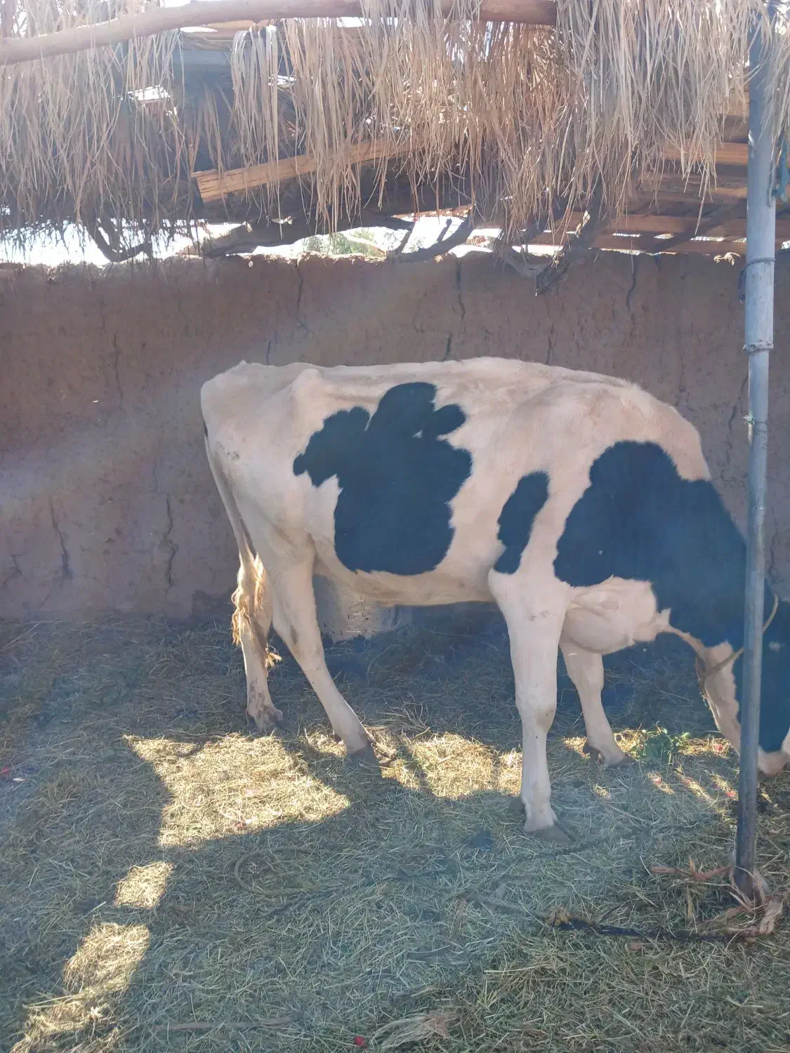 گاو گوشتی|حیوانات مزرعه|نرماشیر, |دیوار