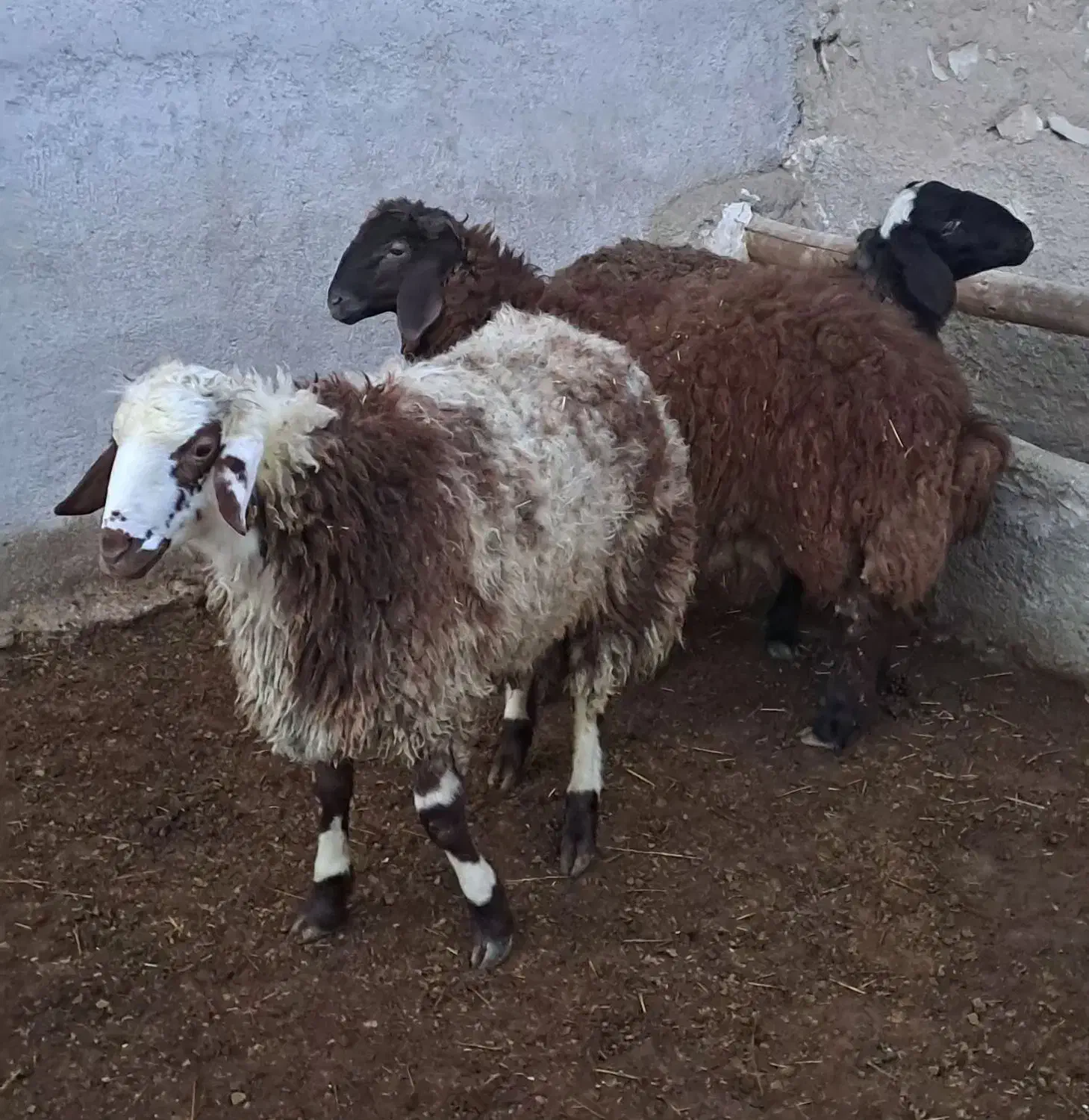 بره نر درجه یک میش قوچ بز|حیوانات مزرعه|همدان, |دیوار