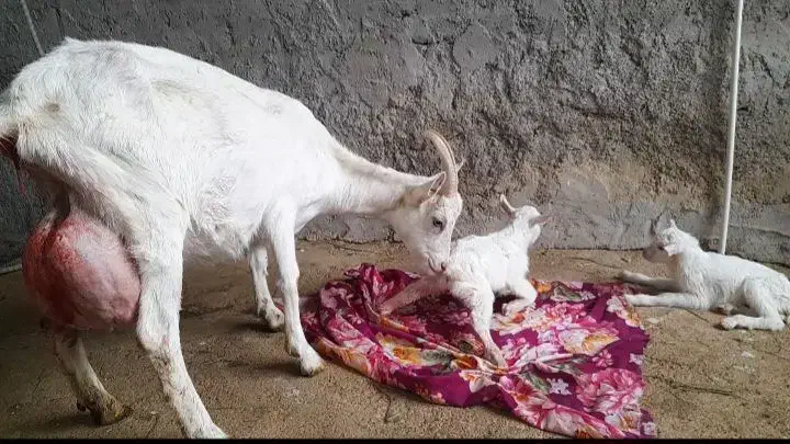 بزسانن|حیوانات مزرعه|کرمانشاه, |دیوار