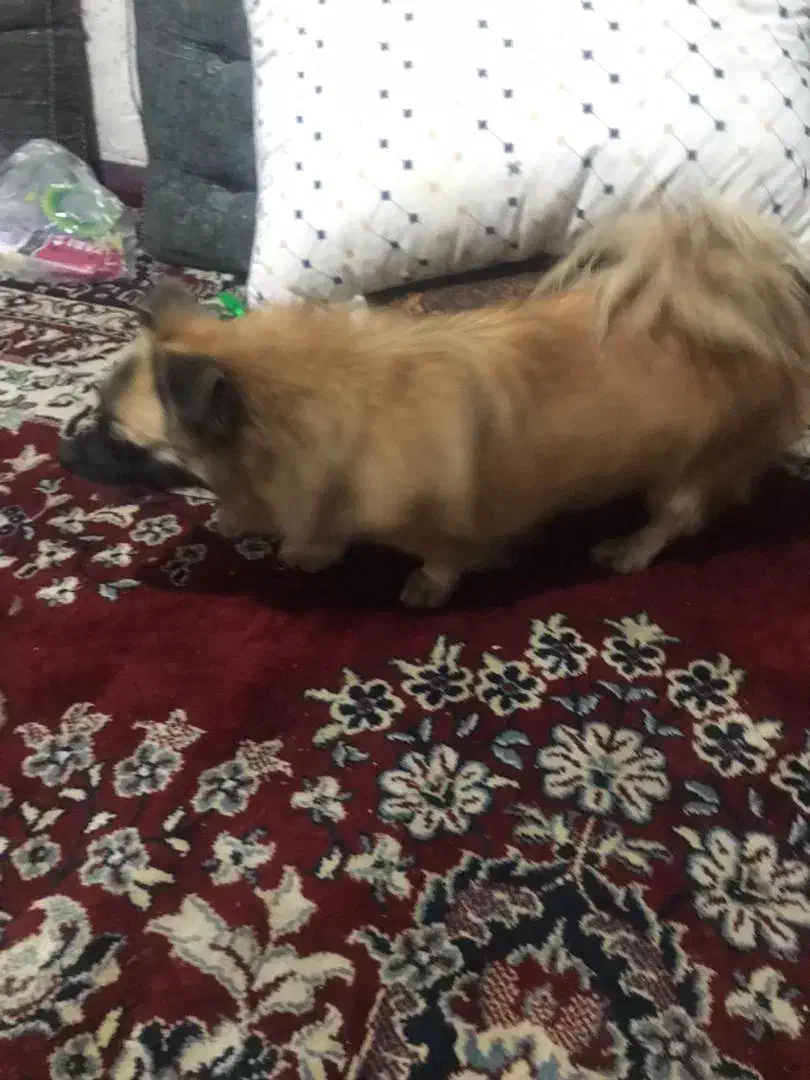 گم شده|حیوانات|بندر دیر, |دیوار