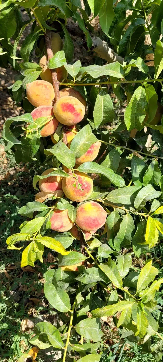 باغ میوه|فروش دفتر صنعتی، کشاورزی، تجاری|باغستان, |دیوار