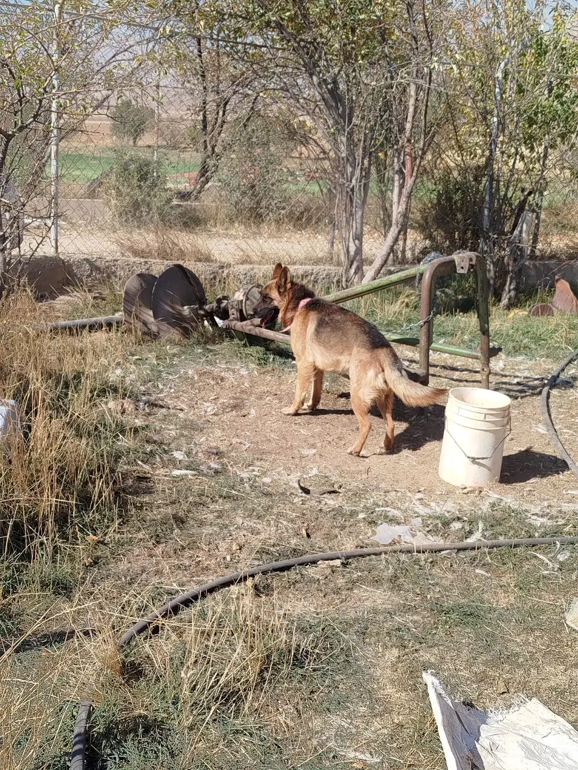 سگ ژرمن|سگ|کیار, |دیوار