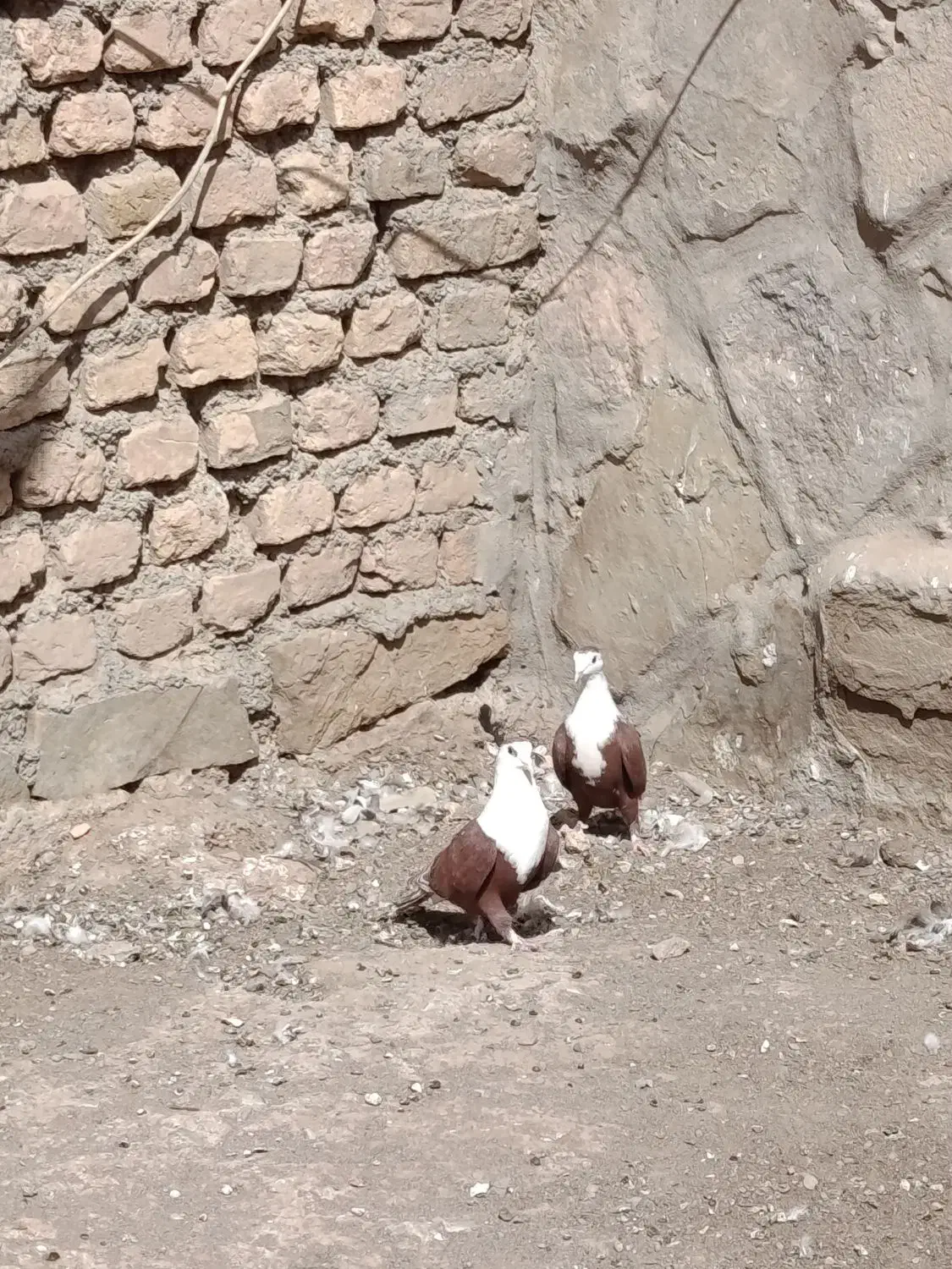 کفتر کلاغ کربلایی|پرنده|گلمکان, |دیوار