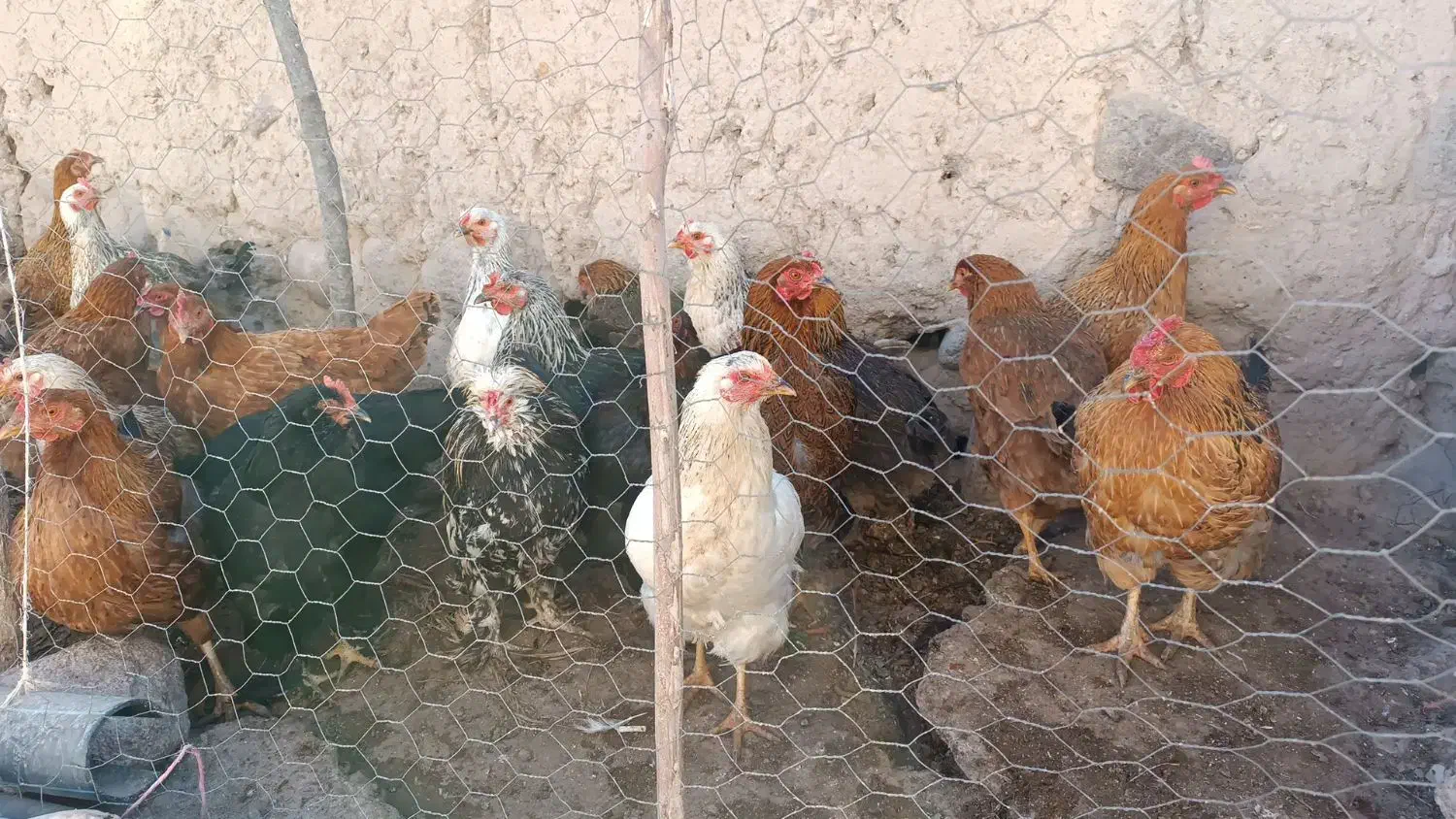 مرغ و بوقلمون محلی|حیوانات مزرعه|کوثر, |دیوار