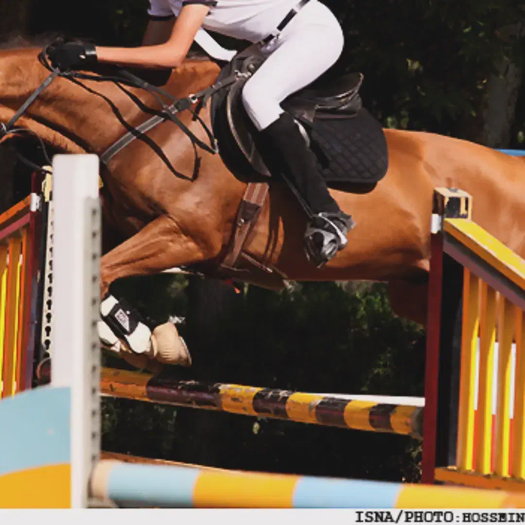 اسب تربیت...اسب|اسب و تجهیزات اسبسواری|قم, پردیسان|دیوار