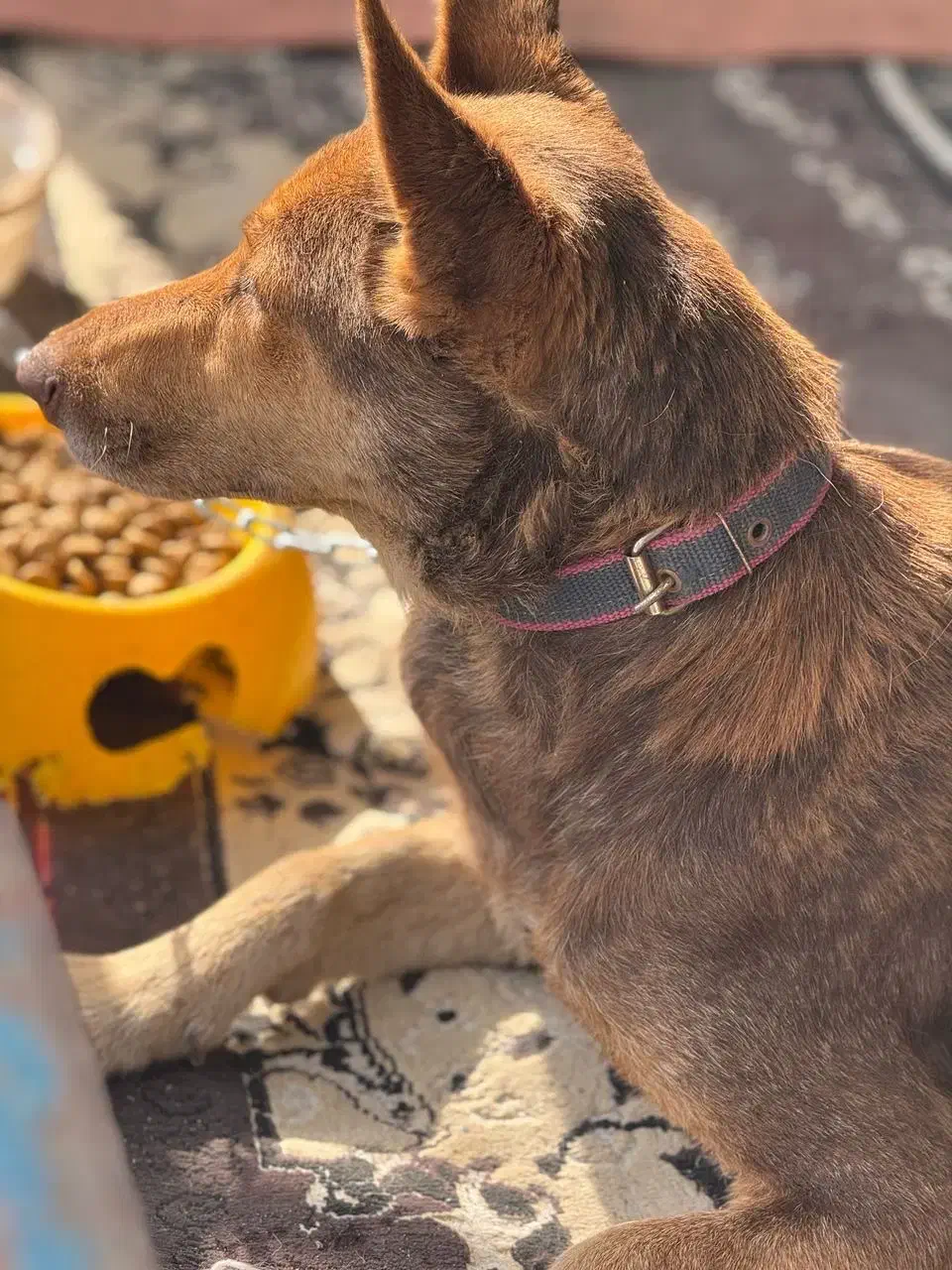 واگذاری رایگان سگ بومی زیبا|سگ|رشت, گلسار|دیوار