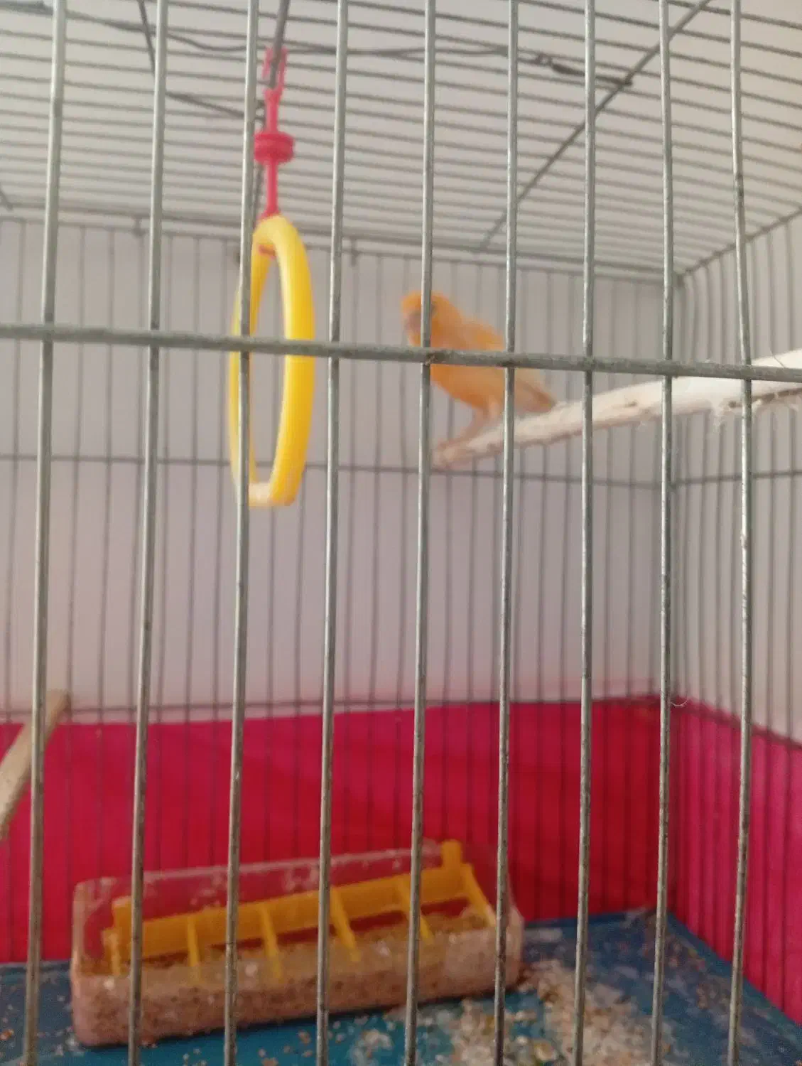 قناری|پرنده|فولادشهر, B7|دیوار