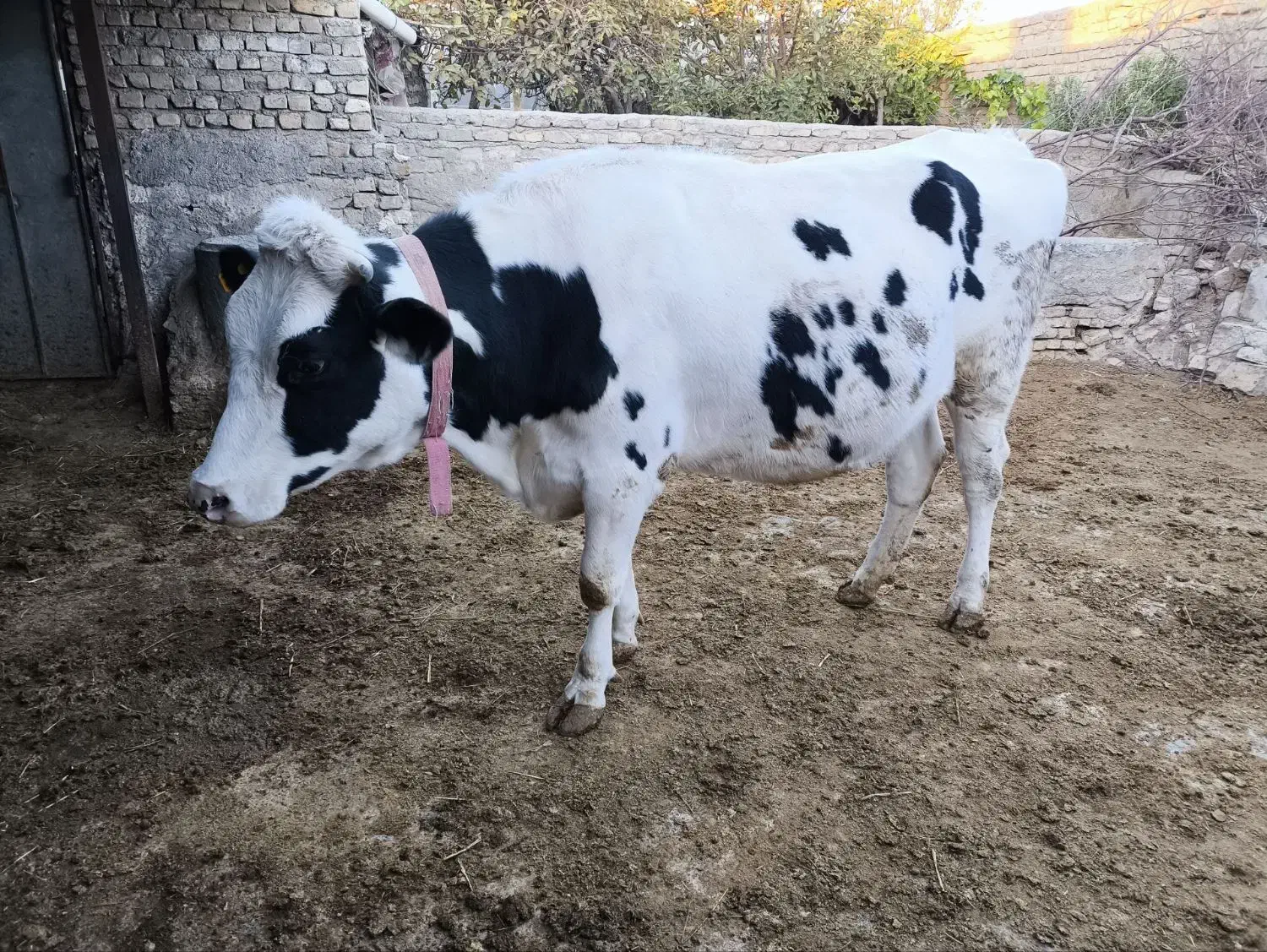 گاو تلیسه|حیوانات مزرعه|قوچان, |دیوار