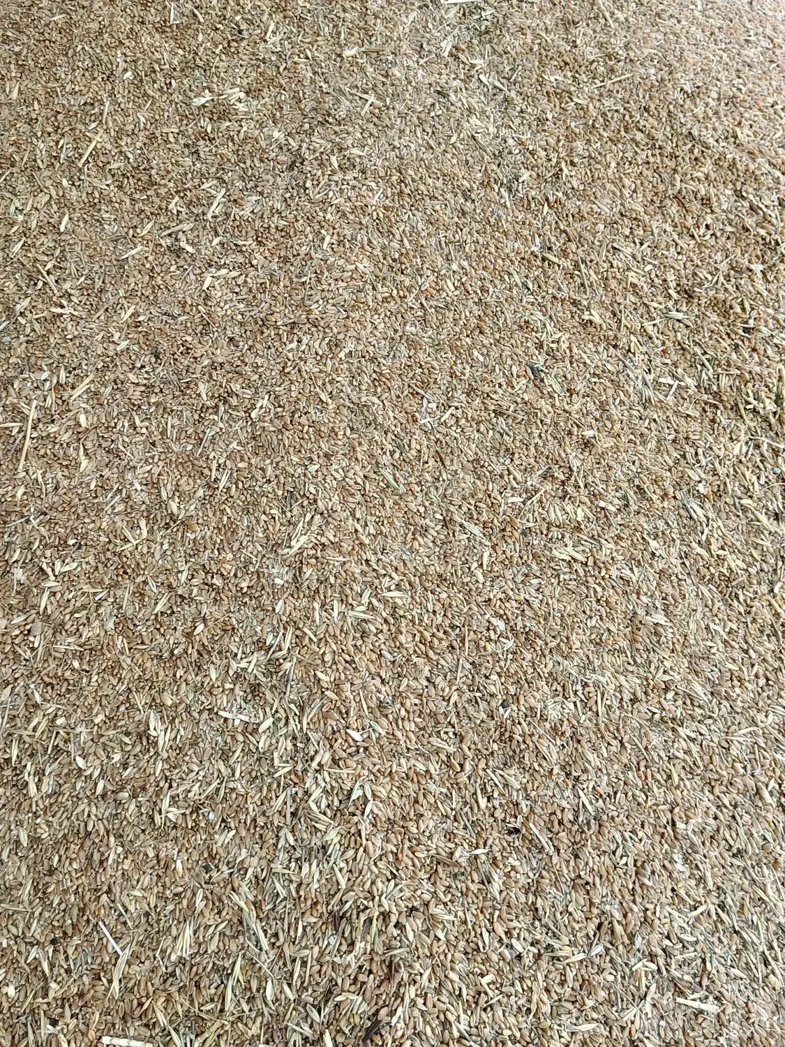 گندم ۲۵۰۰۰|عمده‌فروشی|بندر ماهشهر, |دیوار