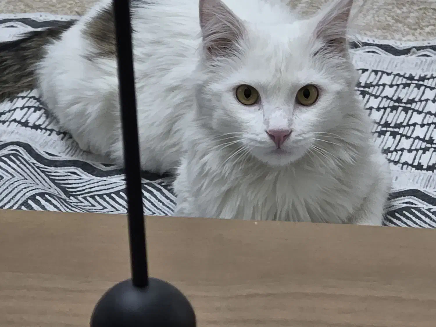 واگذاری گربه رایگان دی اس اچ لانگ هیر رایگان|گربه|تهران, تهرانسر غربی|دیوار