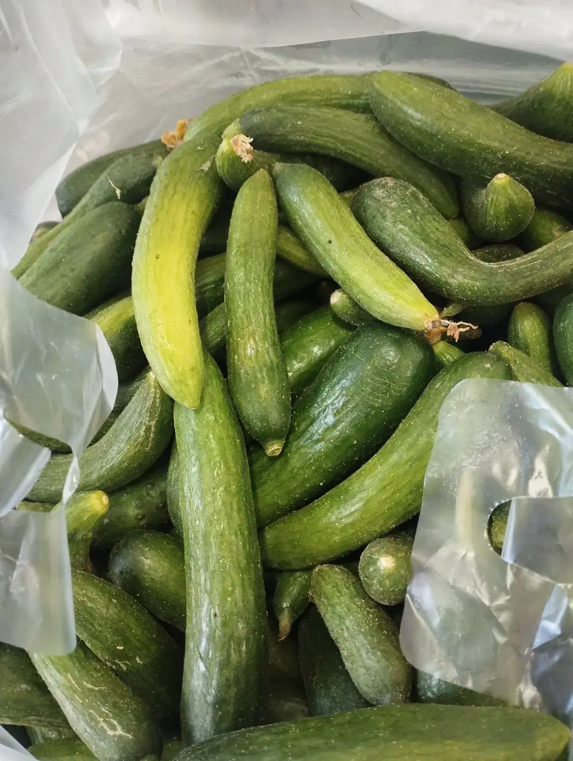خیار بوستان مخصوص خیارشور|خوردنی و آشامیدنی|پلدشت, |دیوار