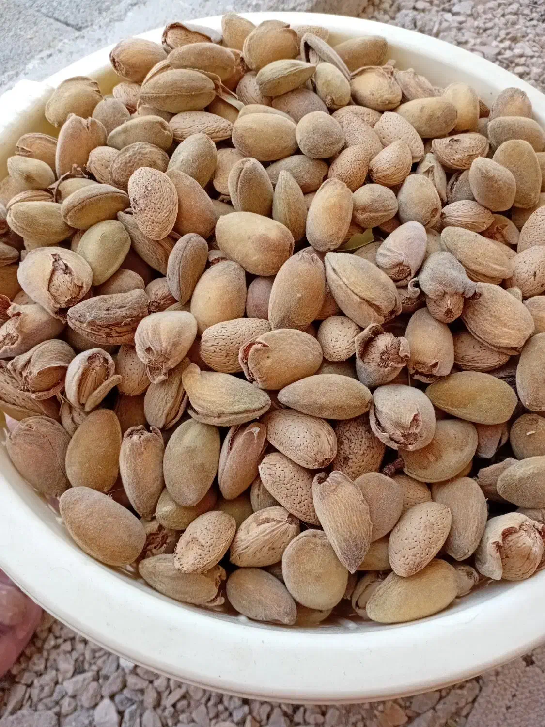 فروش بادام تلخ|خوردنی و آشامیدنی|شیراز, سعدیه شمالی|دیوار