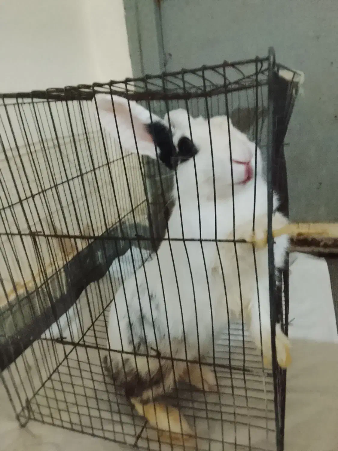 خرگوش|موش و خرگوش|میناب, |دیوار