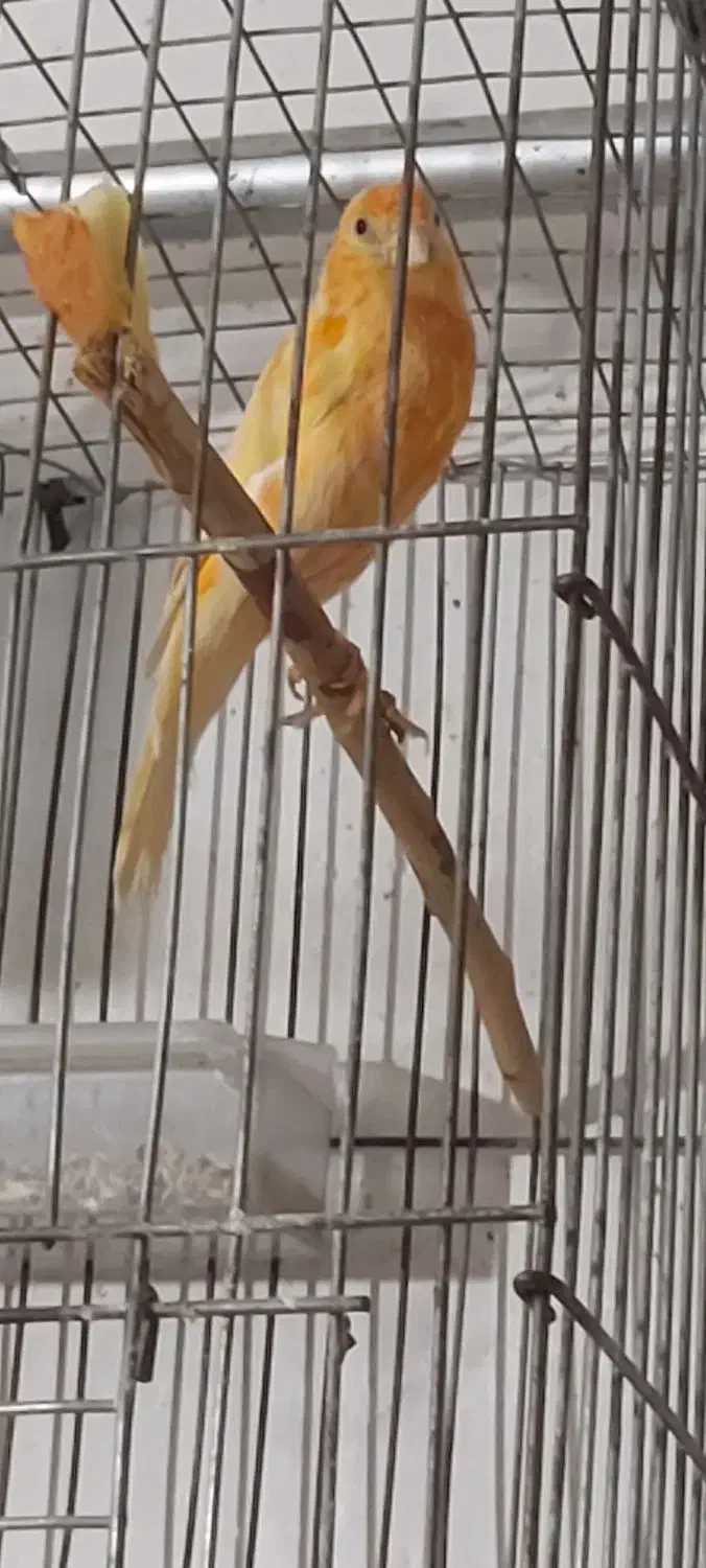 قناری و فنچ|پرنده|ارومیه, |دیوار