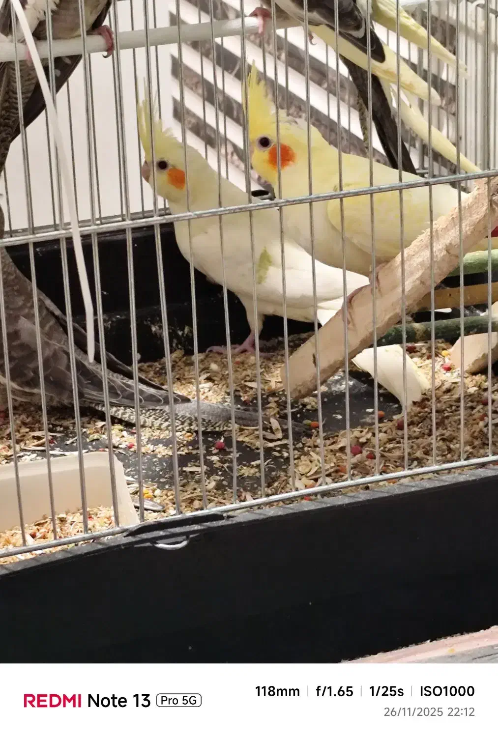 فروش شیش عددعروس باهم|پرنده|اهواز, شهرک اکباتان|دیوار