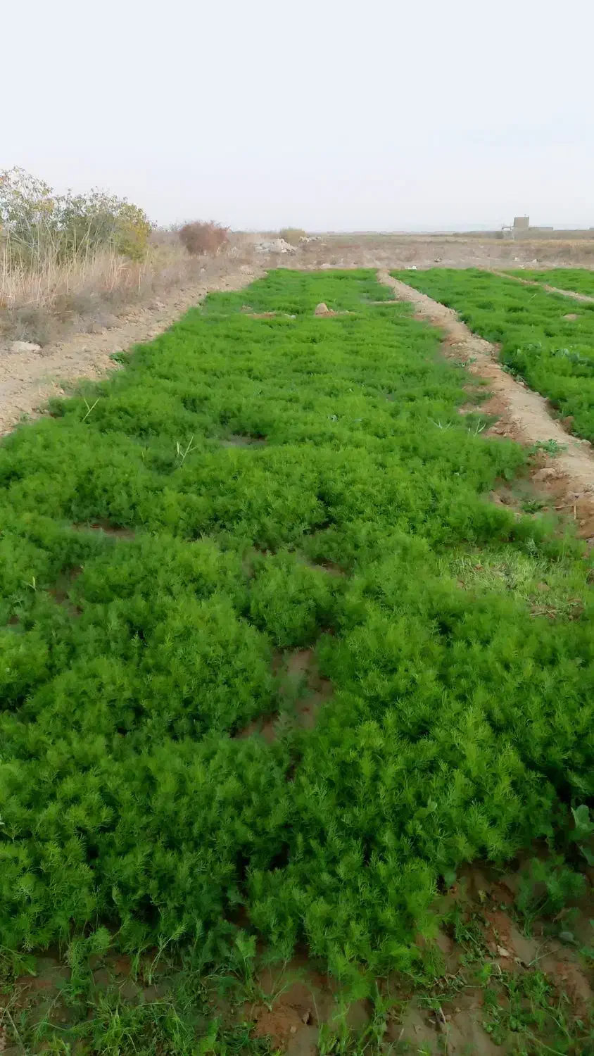 شوید و اسفناج|خوردنی و آشامیدنی|امیرآباد, |دیوار