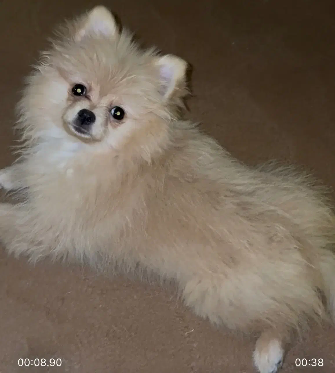 سگ پامرین|سگ|ری, اقدسیه|دیوار