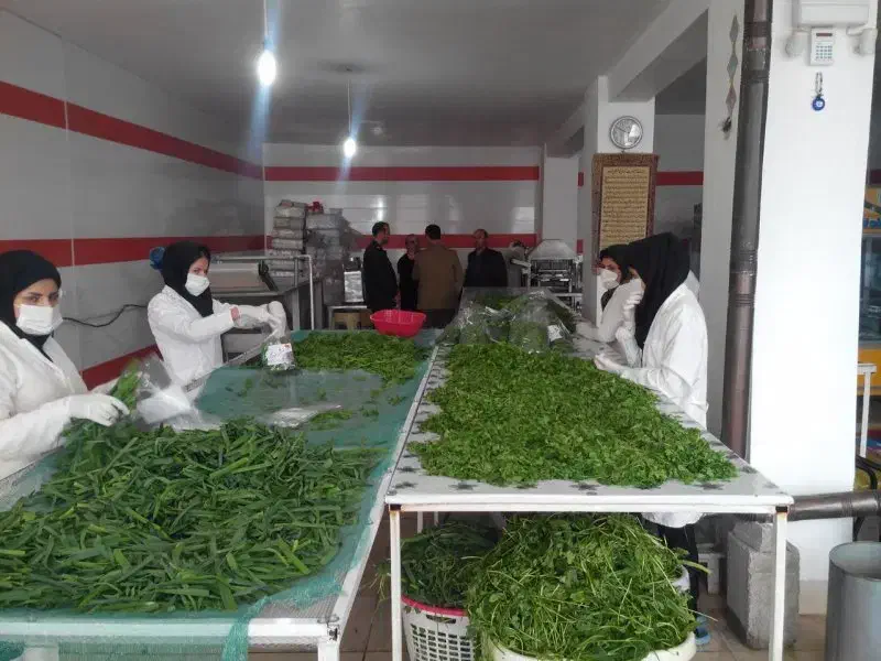 استخدام نیروی خانم برای خط تولید سبزیجات بسته بندی|استخدام خدمات فروشگاه و رستوران|قرچک, صالح آباد|دیوار