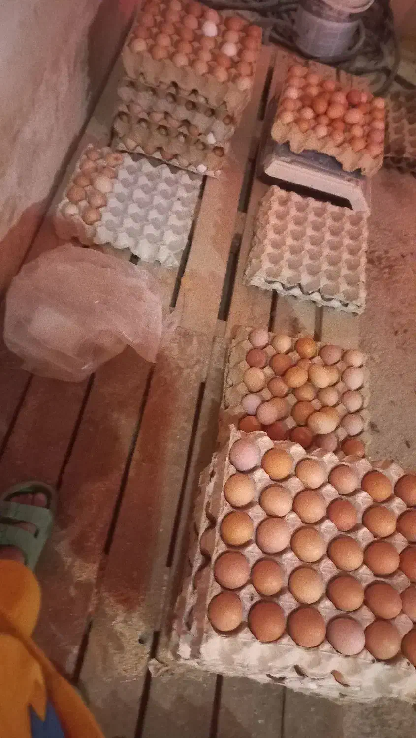 تخم مرغ محلی بهداشتی و مقوی|خوردنی و آشامیدنی|کرج, حصارک پایین|دیوار