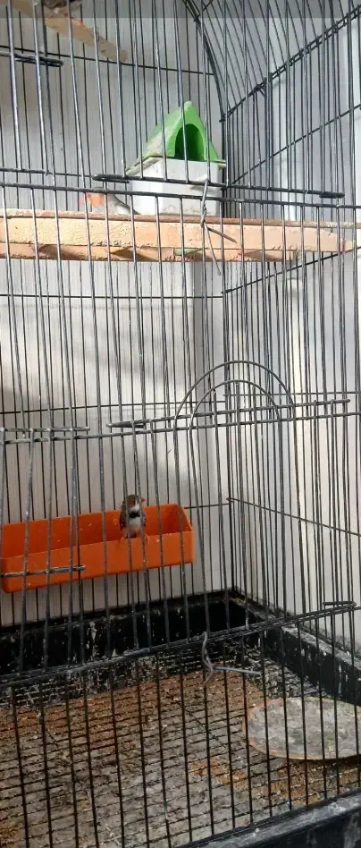 عروس هلندی قفس کبوتر خرقه زره ای|پرنده|اصفهان, مارچین|دیوار