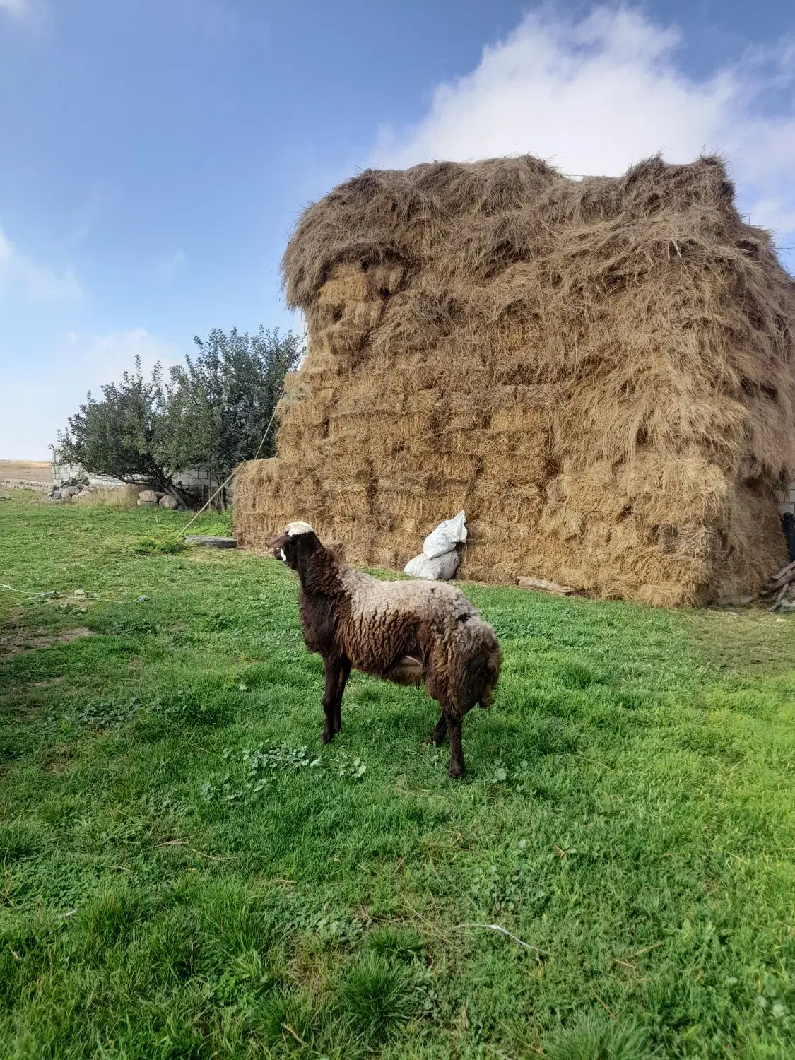 قوچ|حیوانات مزرعه|اردبیل, |دیوار