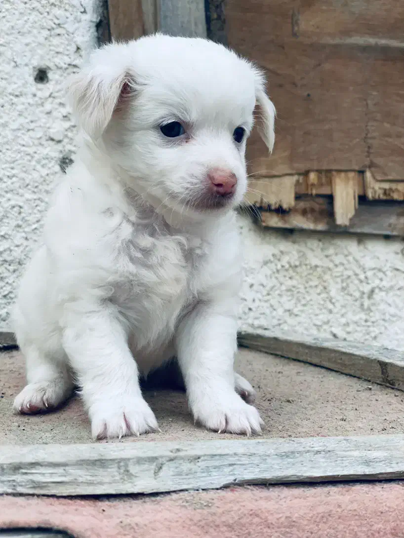 سگ شیتزو|سگ|کنارک, |دیوار