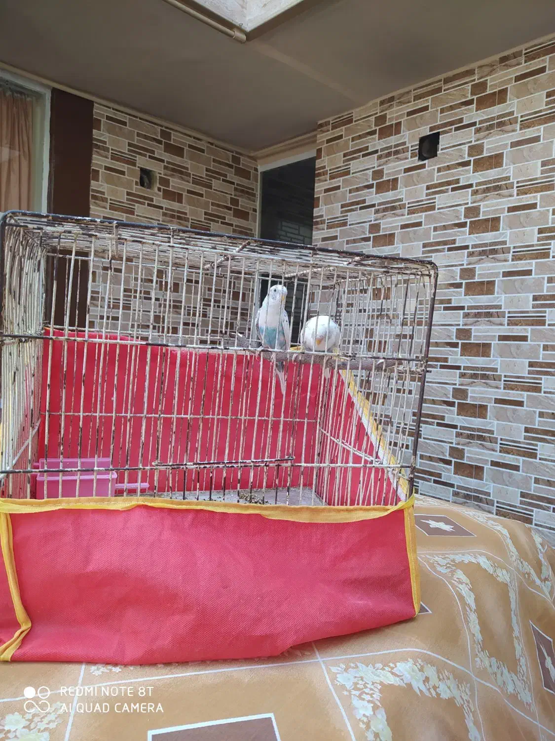 مرغ عشق|پرنده|اصفهان, عسگریه|دیوار