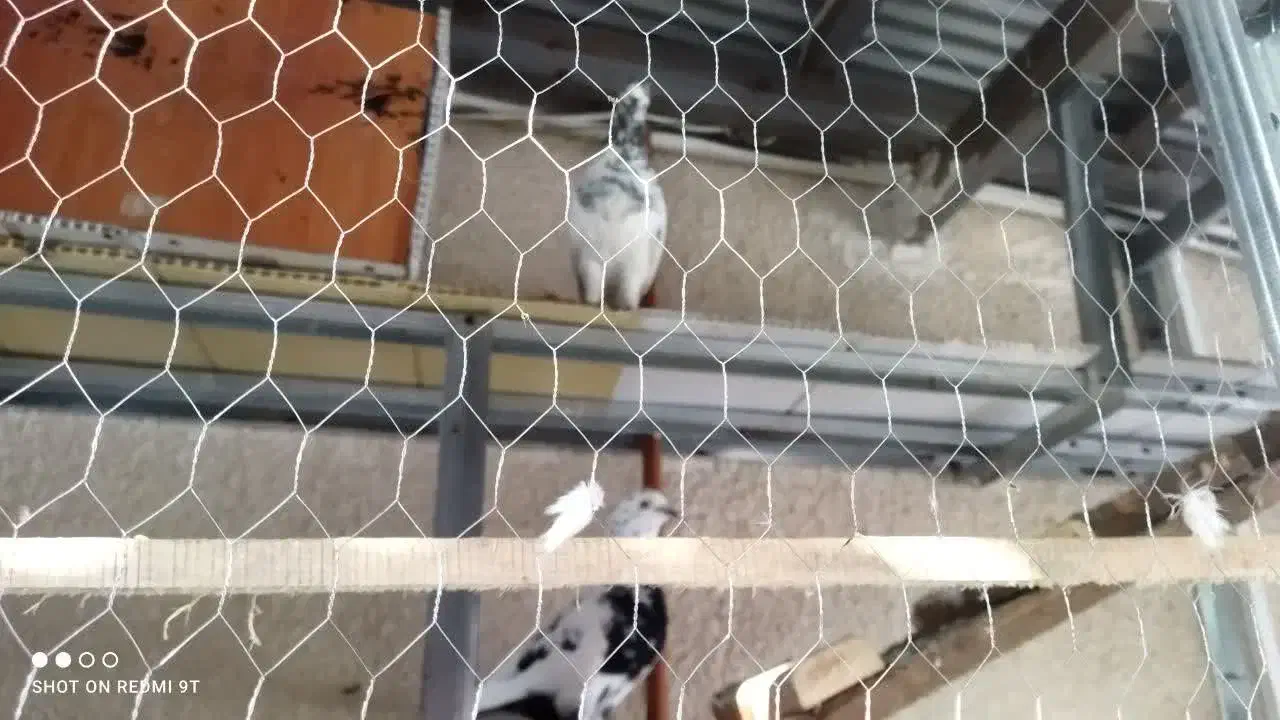 کبوتر|پرنده|رشت, تازه آباد|دیوار