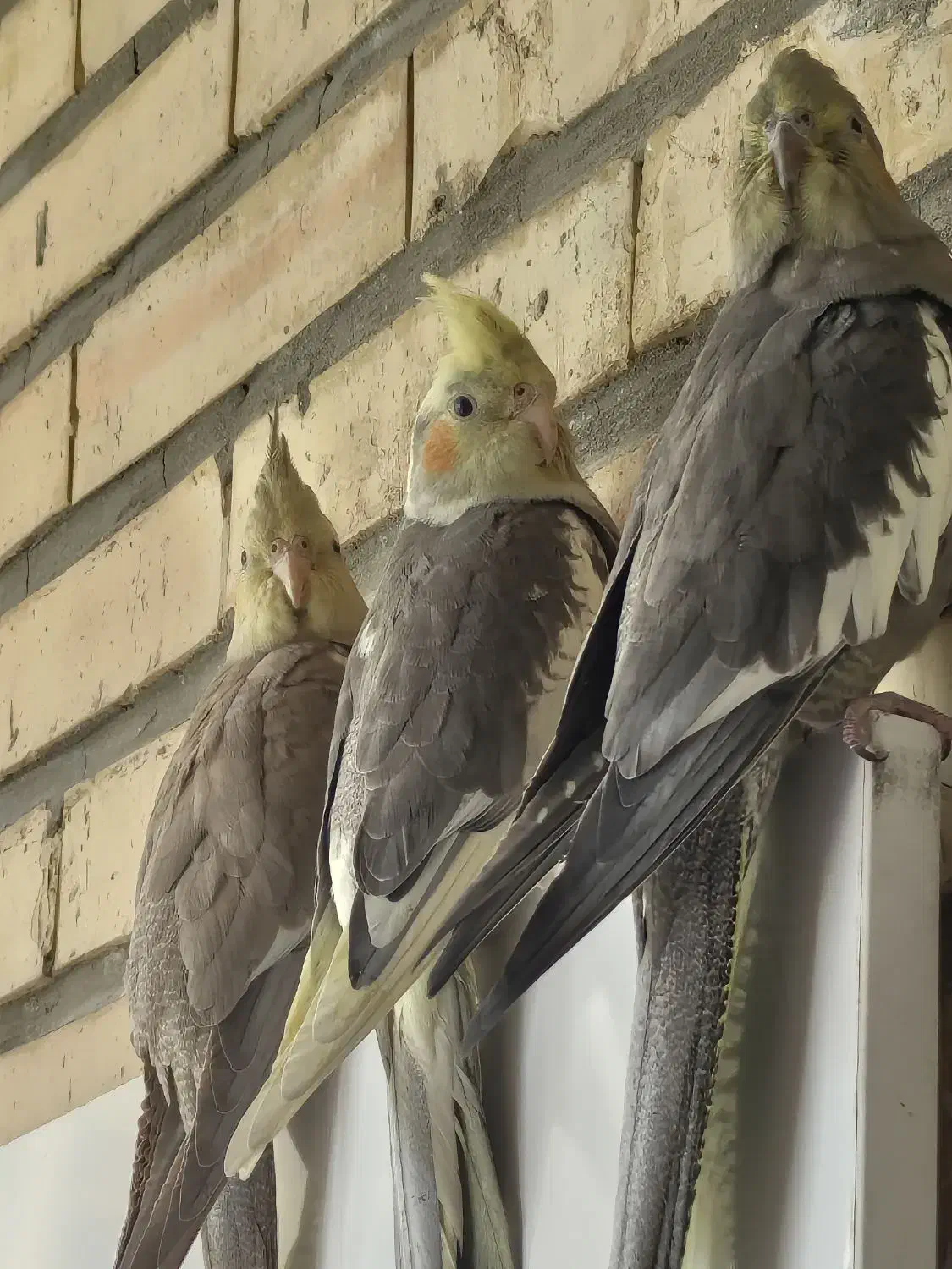 عروس هلندی|پرنده|تهران, شهرک محلاتی|دیوار