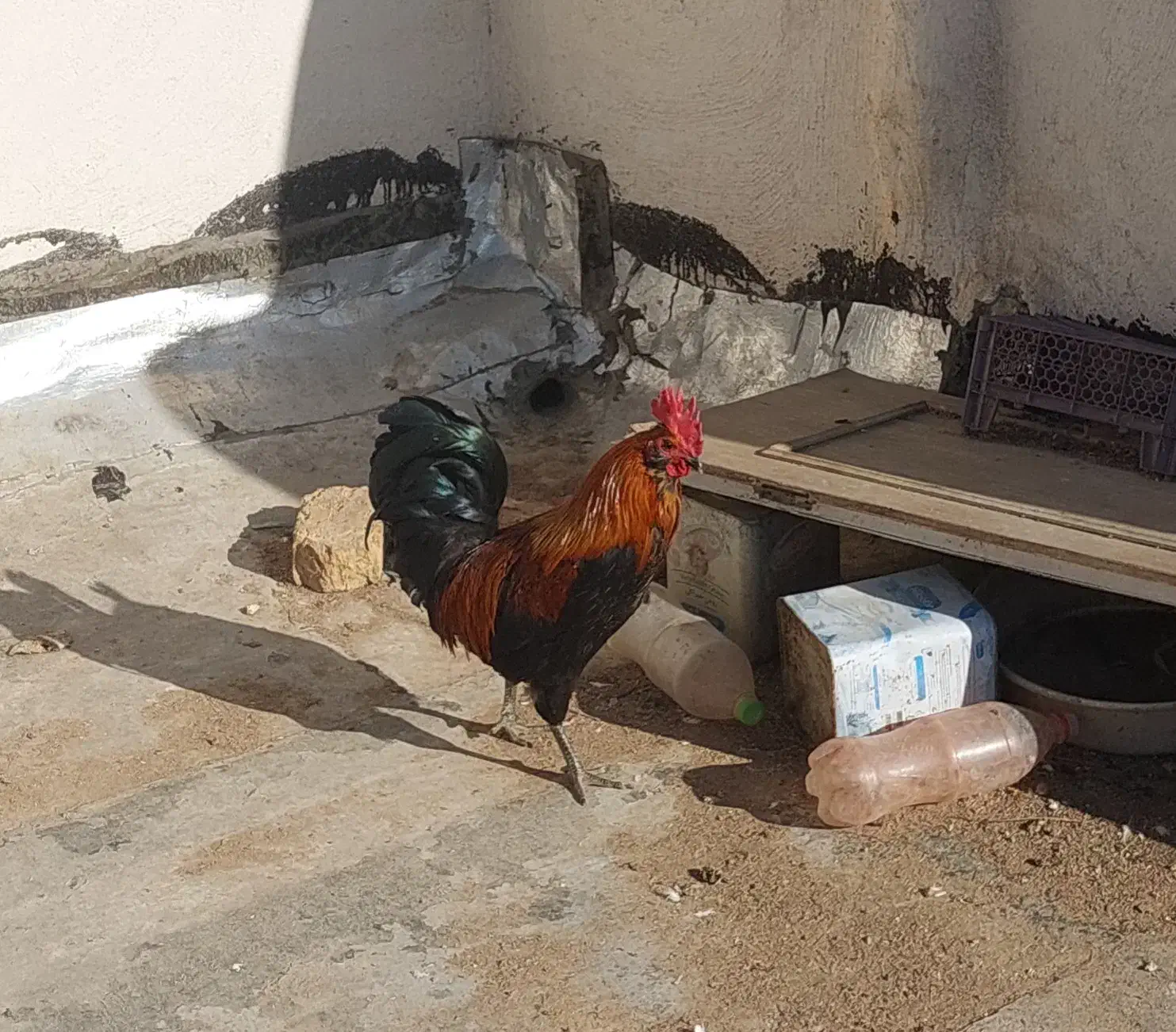 خروس|حیوانات مزرعه|اصفهان, شاهد|دیوار