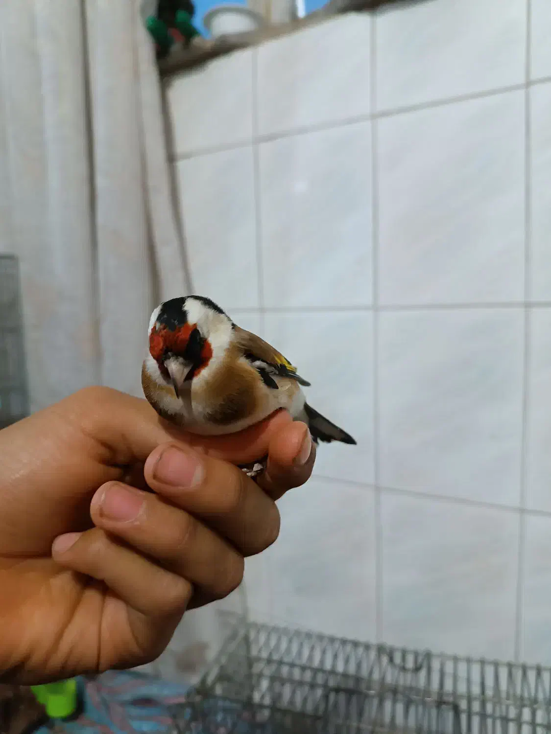 سهره نر عتیقه|پرنده|ماهدشت, |دیوار