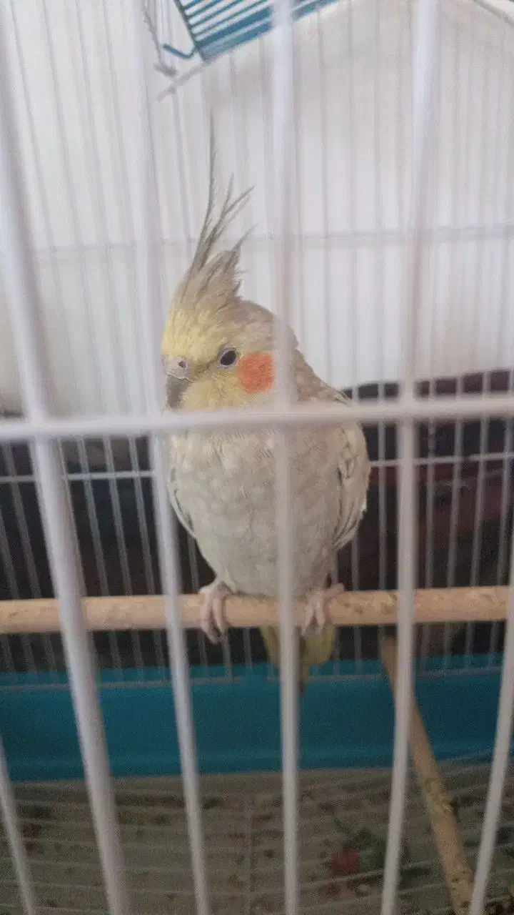 عروس هلندی|پرنده|کیار, |دیوار