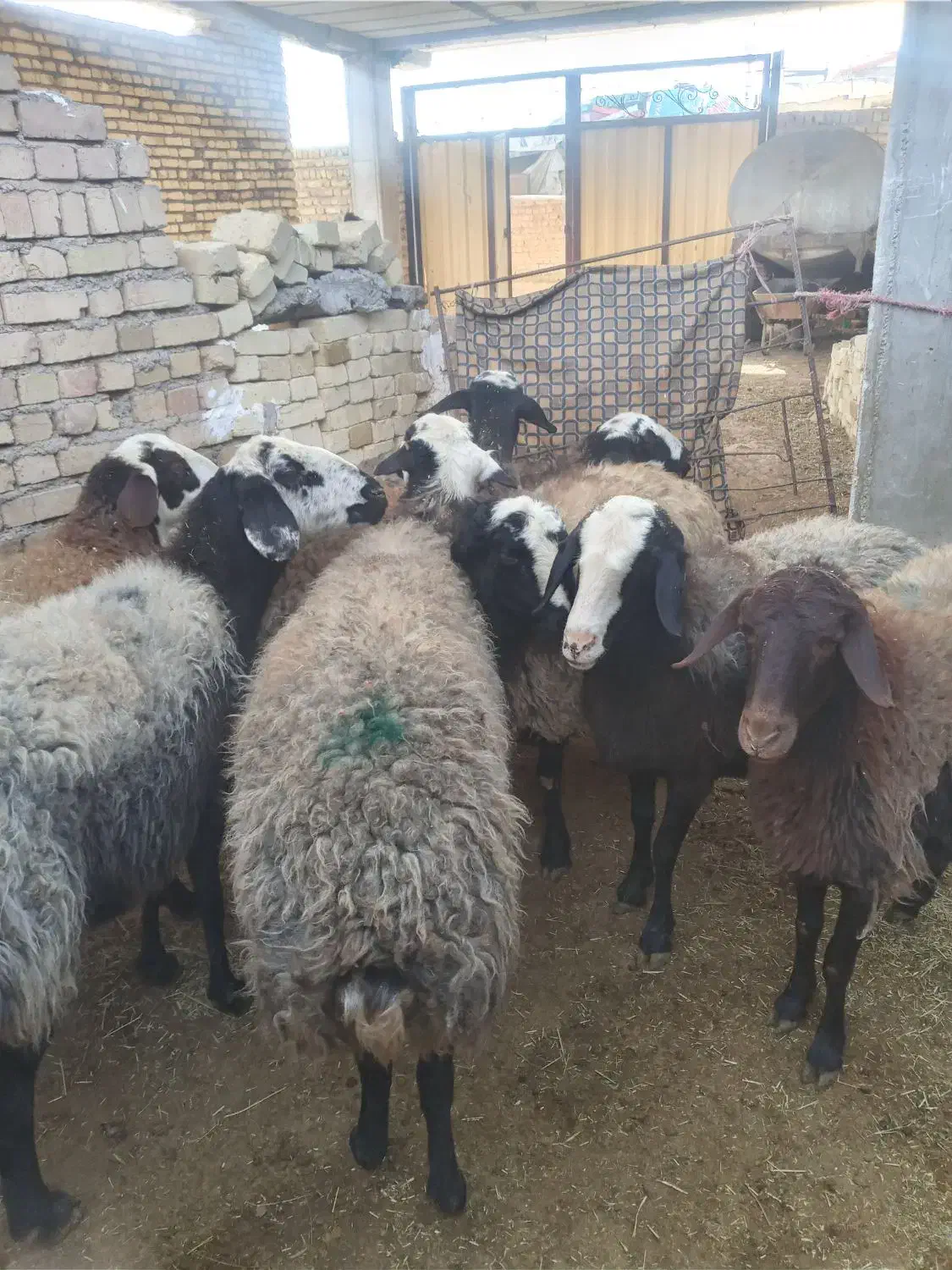 میش چالی نژاد خوب|حیوانات مزرعه|قیدار, |دیوار