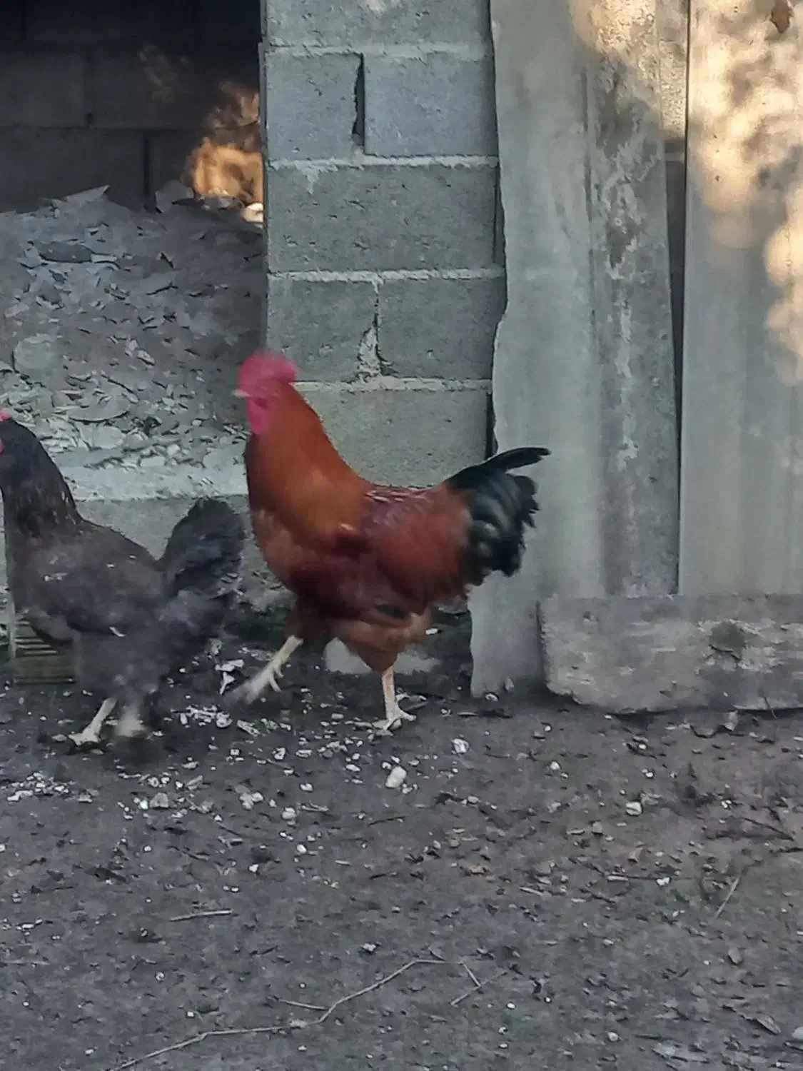 خروس محلی درشت و گوشتی زنده|حیوانات مزرعه|قائم‌شهر, |دیوار