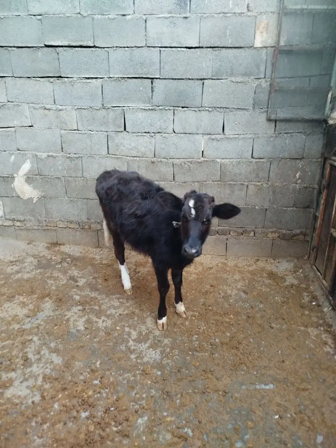 گوساله ماده|حیوانات مزرعه|جوانرود, |دیوار