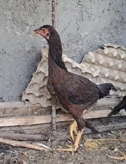 ماده مرغ دشتیاری|حیوانات مزرعه|ایرانشهر, |دیوار