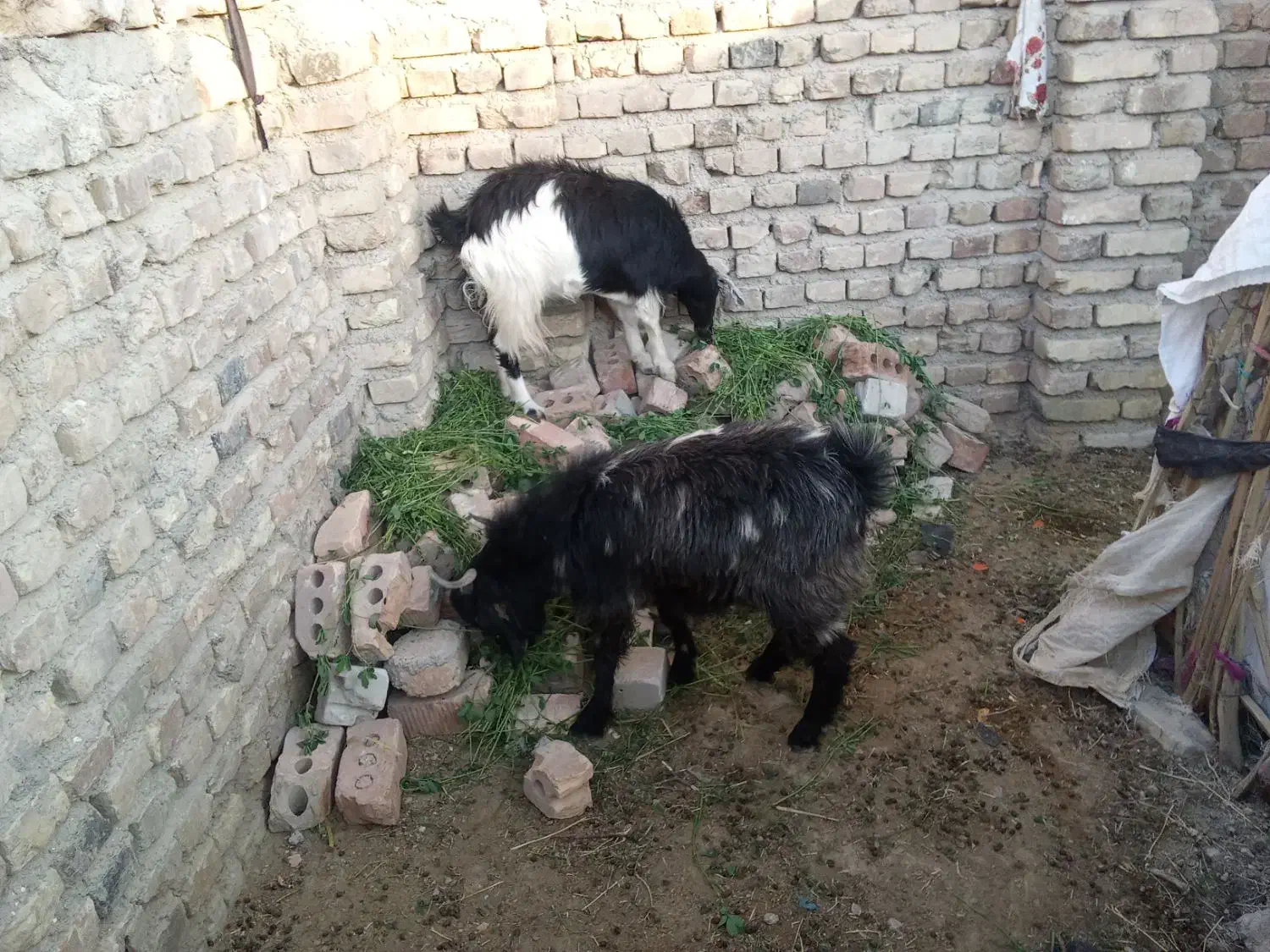 معاوضه|حیوانات مزرعه|ایرانشهر, |دیوار