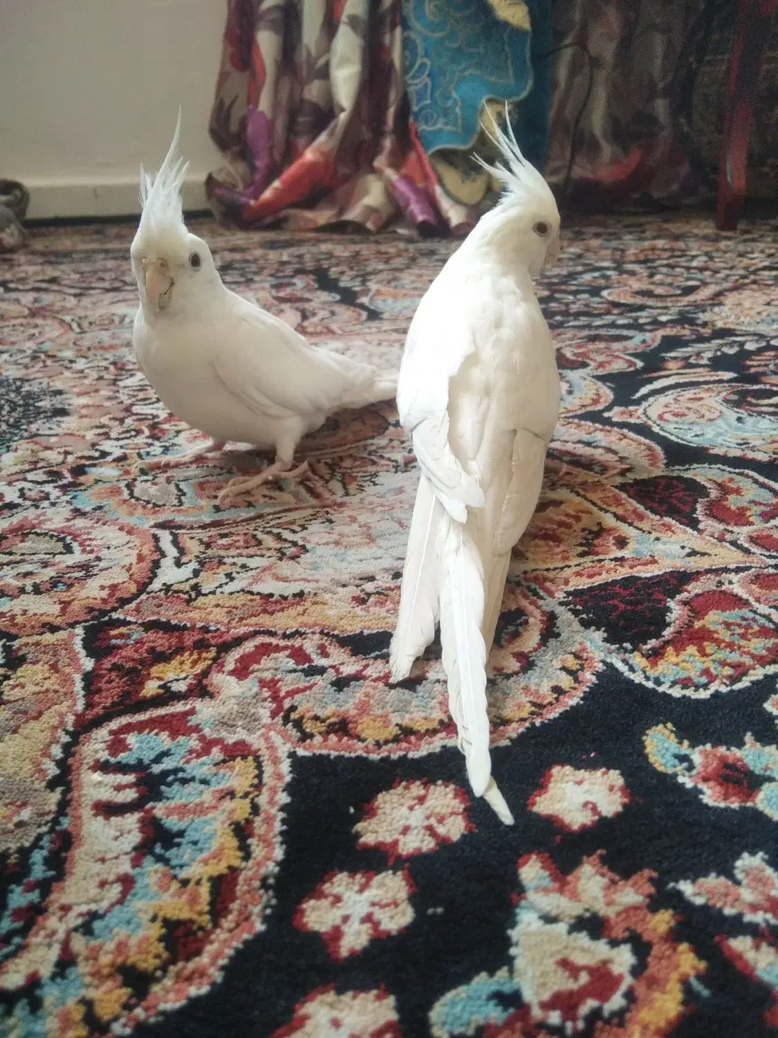 عروس هلندی زیبا سفید رنگ با ژن البینو|پرنده|شهریار, شهریار|دیوار