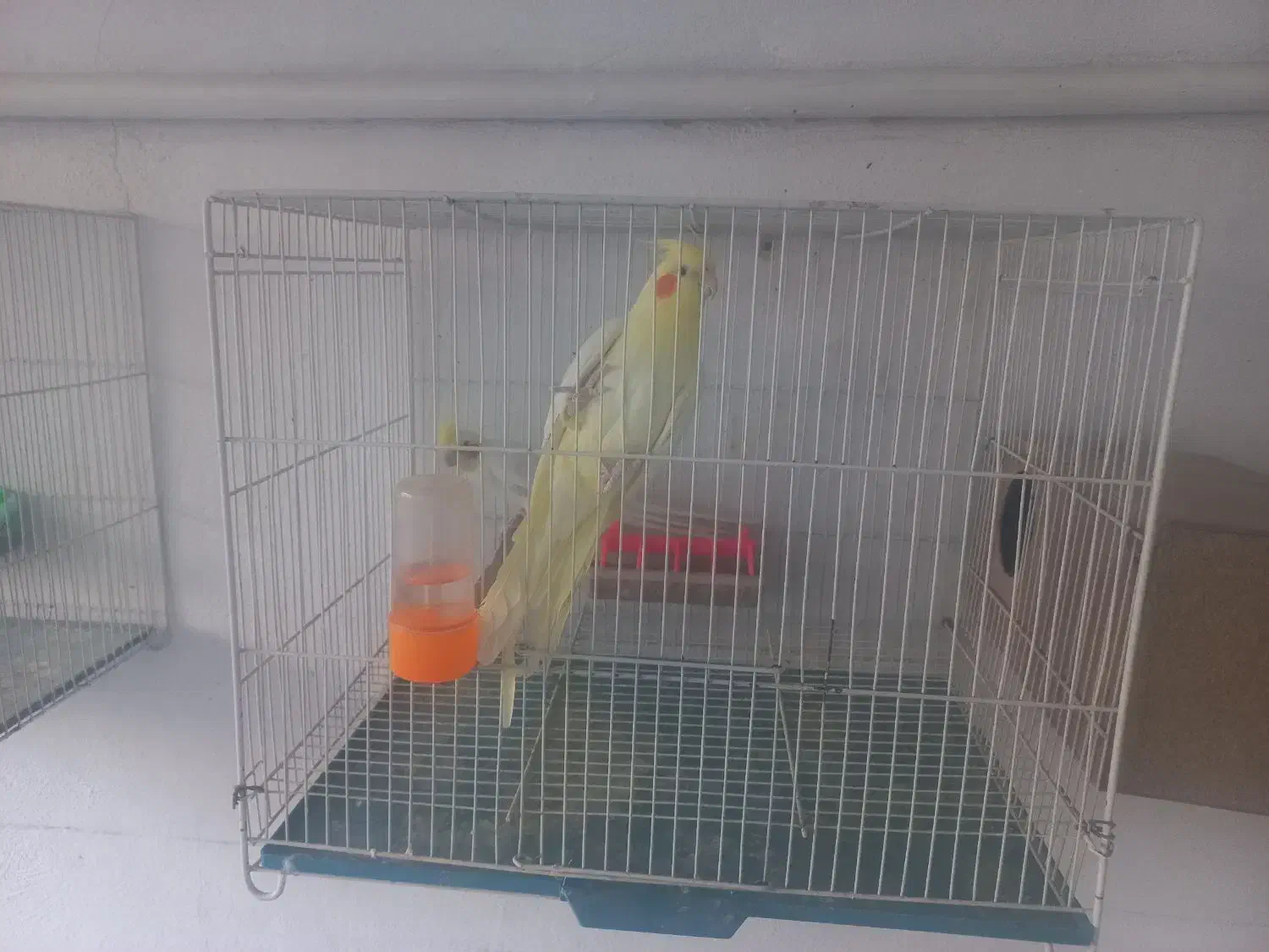 یک جفت عروس هلندی لوتینیو .جوان|پرنده|مشهد, آزادشهر|دیوار