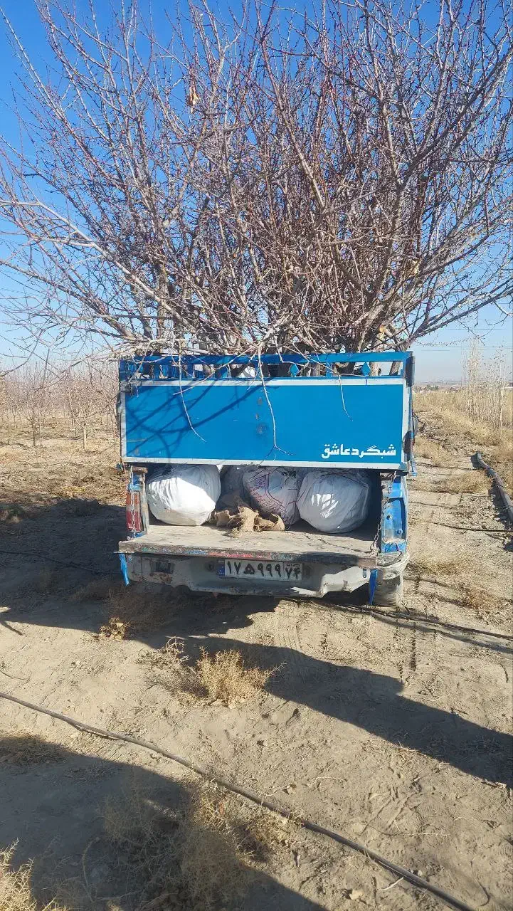 نهال ۱تا ۷ ساله .درخت 7 ساله|خدمات باغبانی و درختکاری|مشهد, توس فردوسی|دیوار